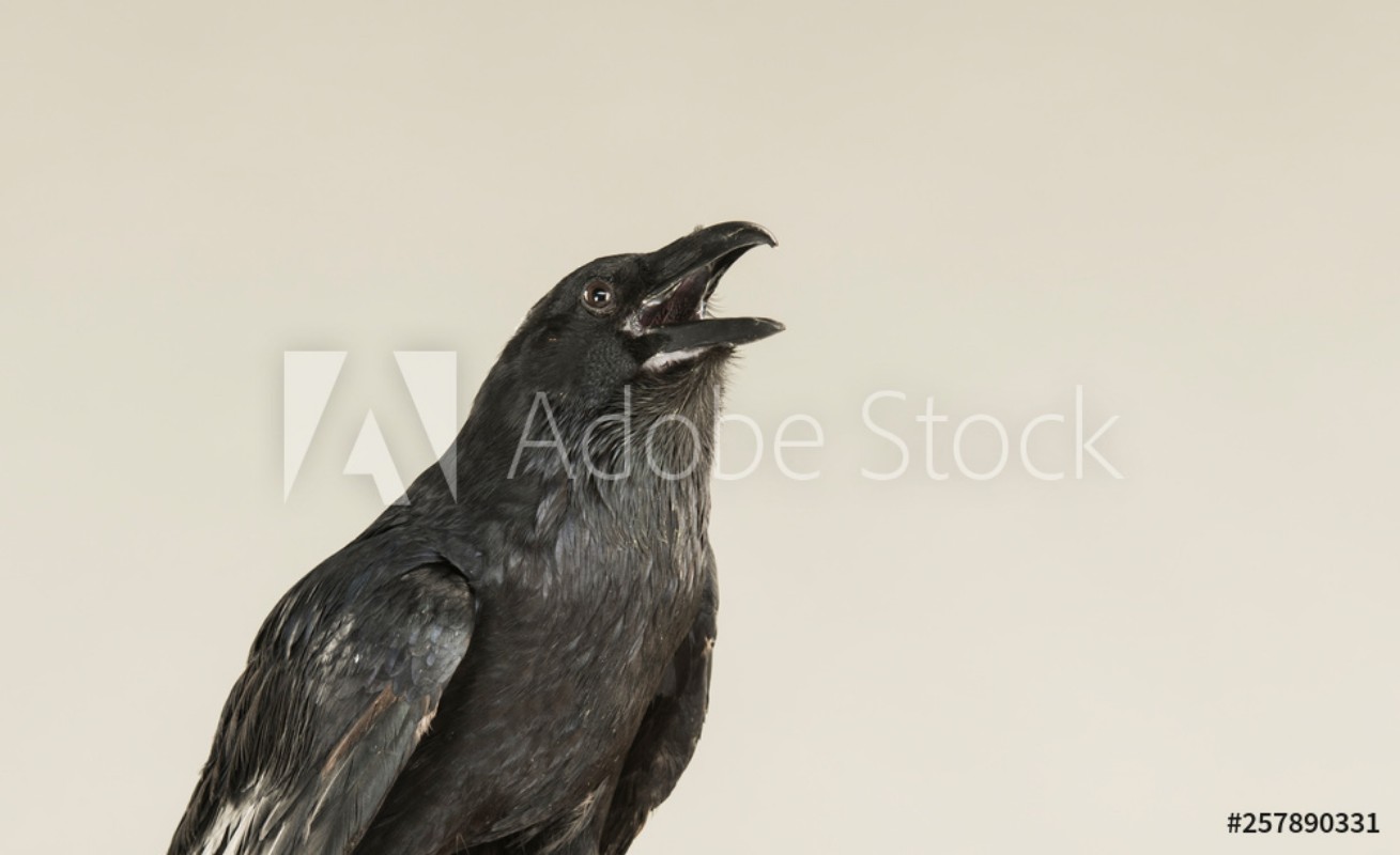Afbeeldingen van Portrait of a screaming black crow